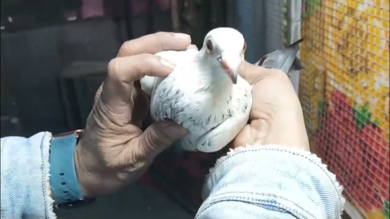 पार्ट 3 डॉक्टर इम्तियाज़ जी और इरफ़ान भाई जी के साथ बाकि शौक का #outstanding #viral #youtubevideo 