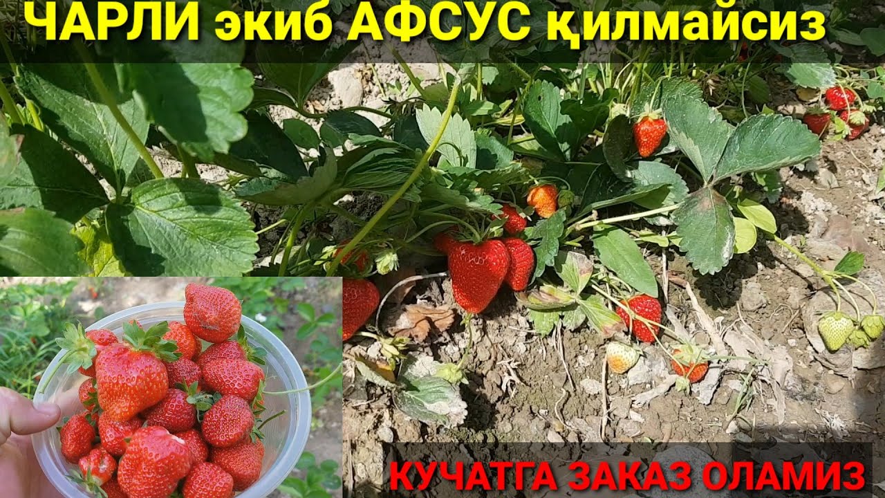 Чарли навини экиб афсус қилмайсиз