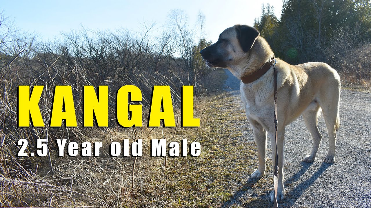 TURKISH KANGAL | Two and a half year old Male | What you need to know