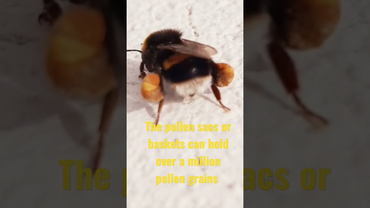 Large bee with full pollen sacs
