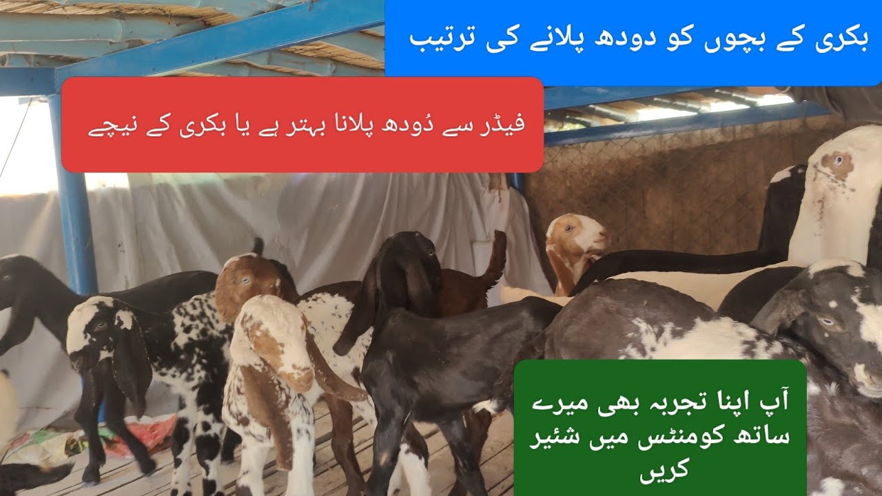How should baby goats be fed? || Goat kids care بکری کے بچوں کو کیسے اور کتنا دودھ دینا چاہیے 