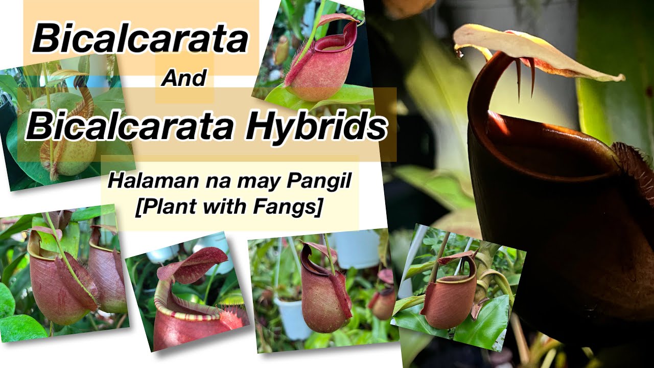 Halaman na may Pangil [Plant with Fangs] - featuring Nepenthes Bicalcarata and its Hybrids