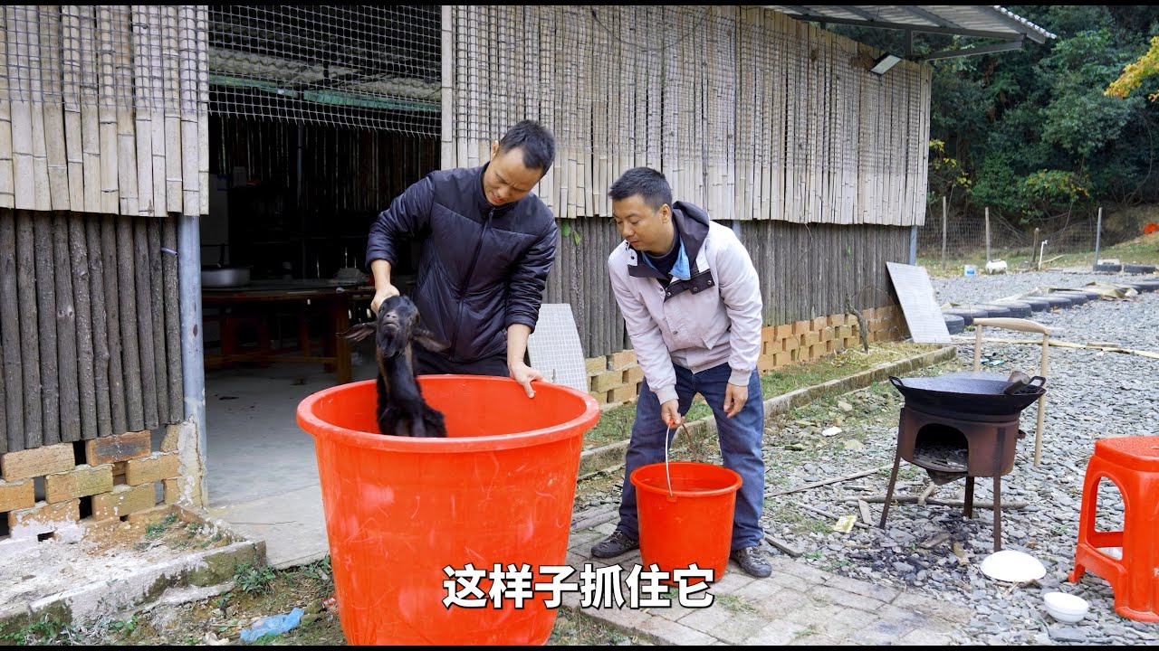 华农兄弟：最近打包比较辛苦，刚好兄弟来了，炖只羊给大家吃
