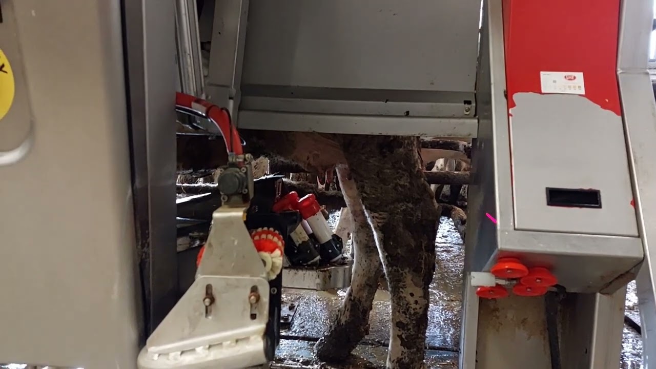 La traite des vaches avec un robot