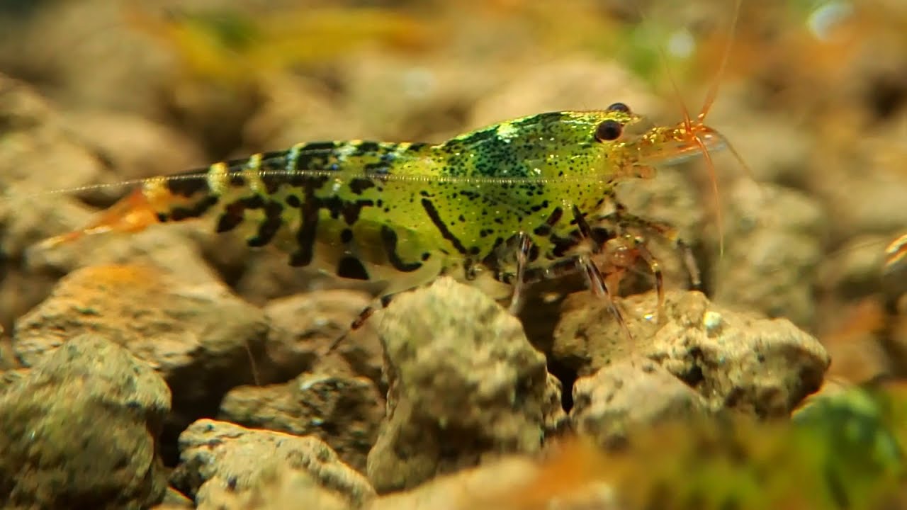 How To Crossbreed Caridina Shrimp Tigers x Taiwan Bees Real Tank Results