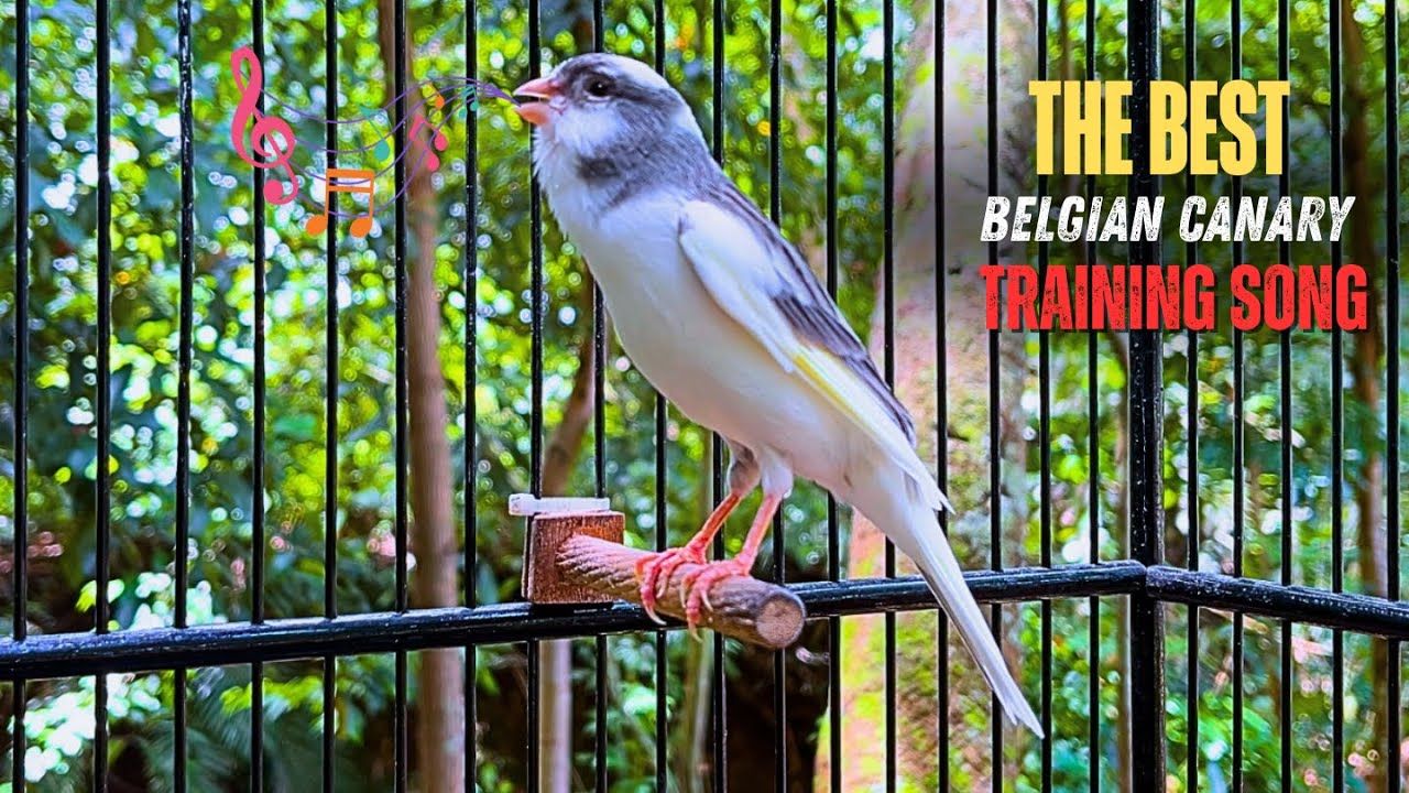Belgian Canary Tempts All The Canaries to Sing‼️ The Most Magical Training🐦