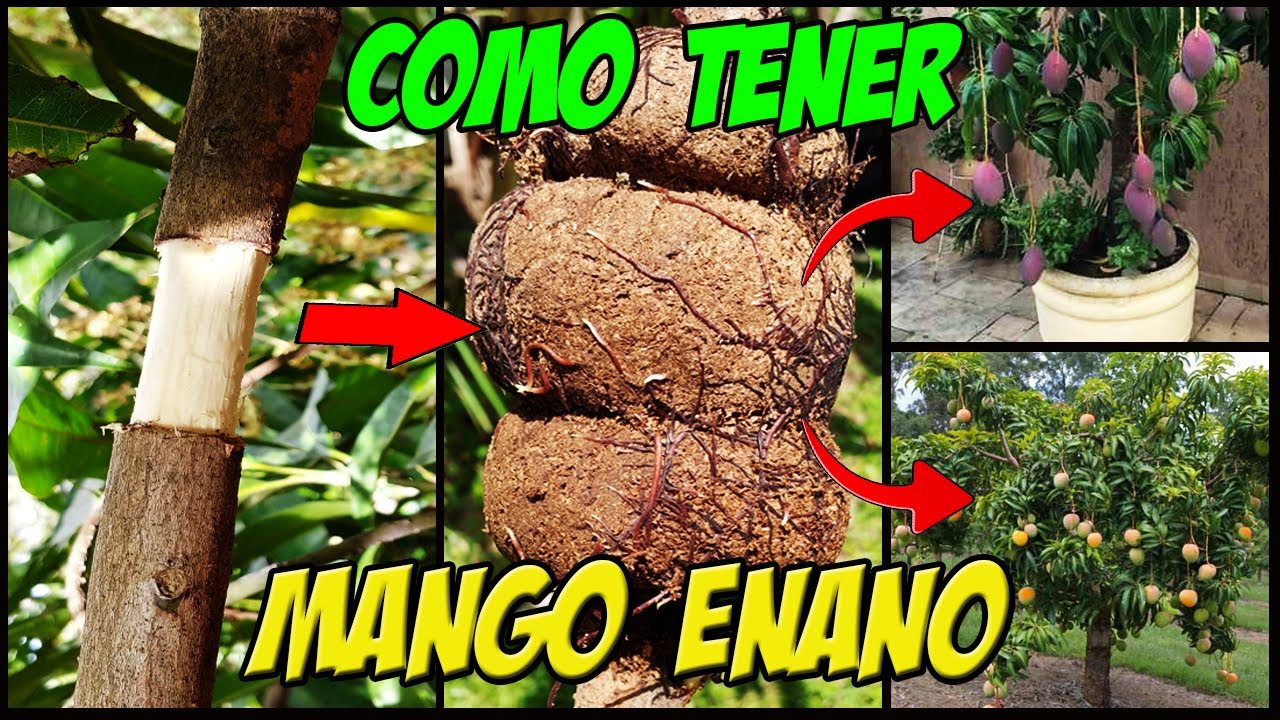 COMO TENER MANGO ENANO 🥭 PASO A PASO