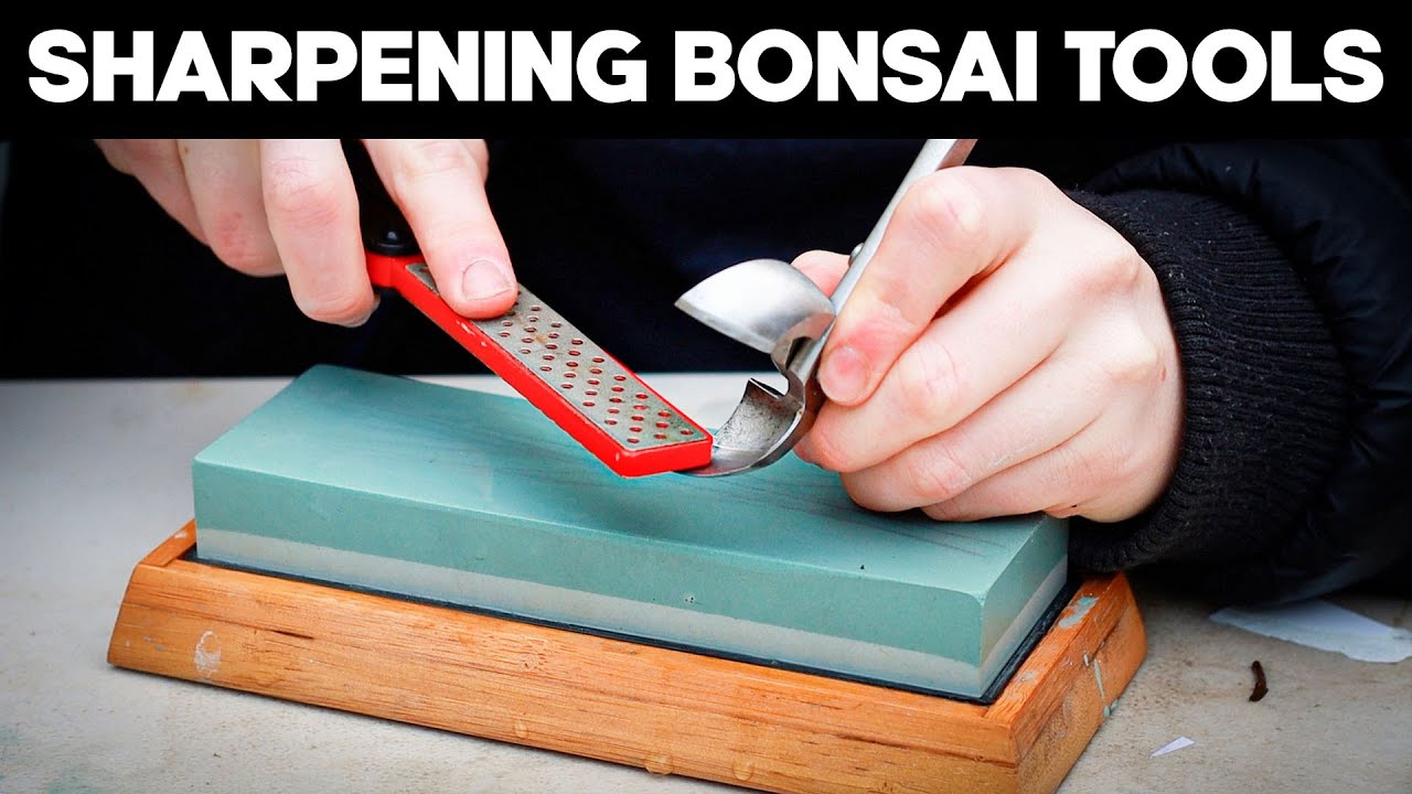 Как затачивать и ухаживать за инструментами для бонсай ✂️