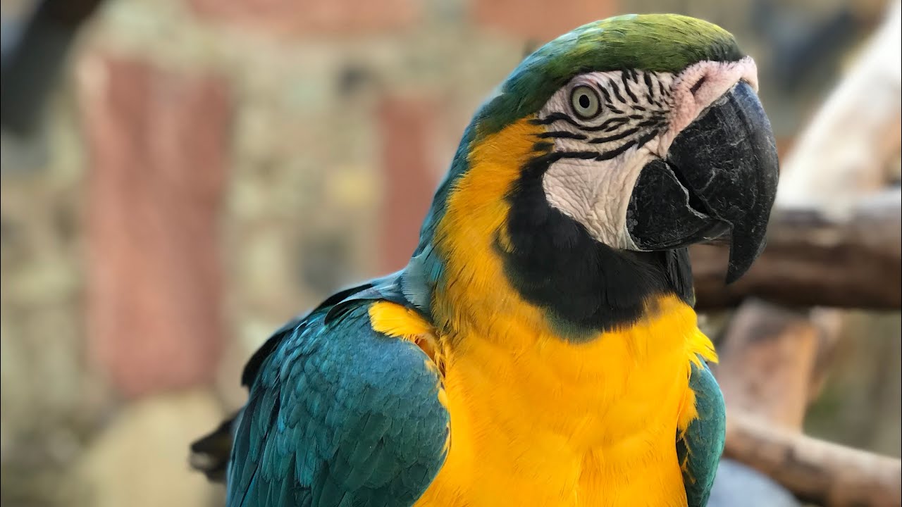 Exkursion &uuml;ber Usingen und Vogelburg Weilrod