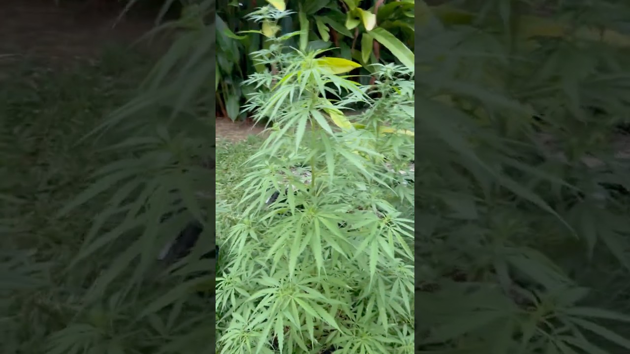 Neville's Haze Day 64 |  | Homegrown Cannabis in Tropical Thailand | Weed Outdoor Grow | #BudHead
