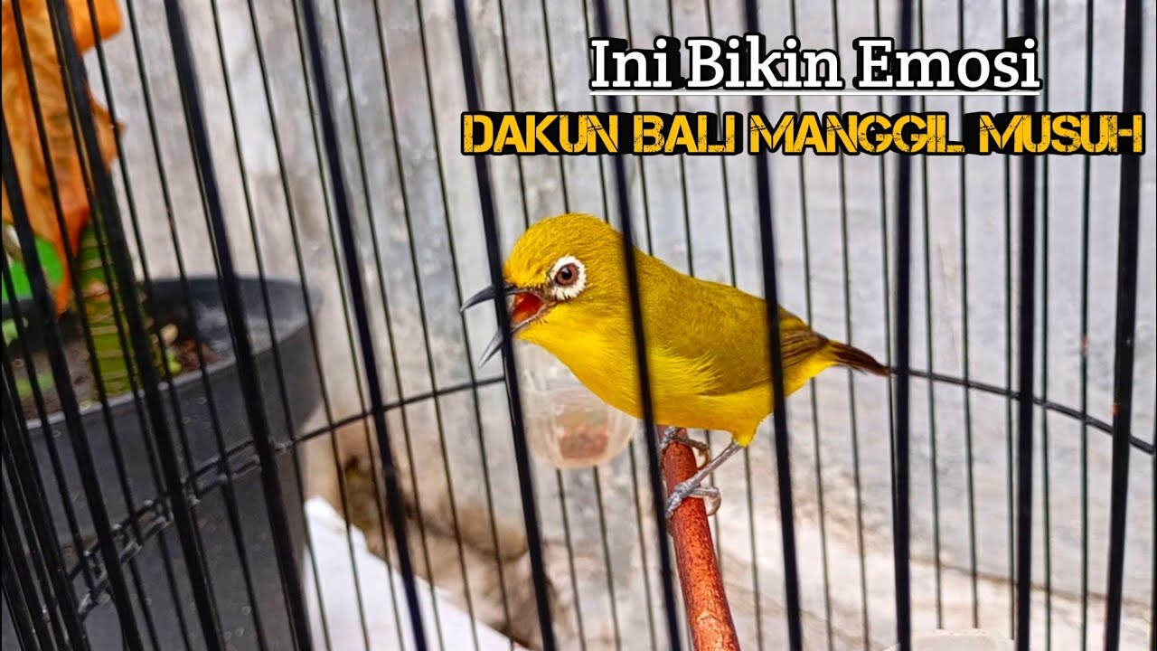 AMPUH SEKALI 🔥 Pancingan Pleci Dakbal Agar Rajin Buka Paruh #pleci #pancinganpleci #birds #pleci 