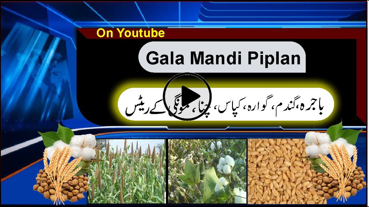 TODAY RATE INFORMATION MUNG, CHANA, CLUSTER BEEN GUARA l غلہ منڈی l BASHIR SANDHILA