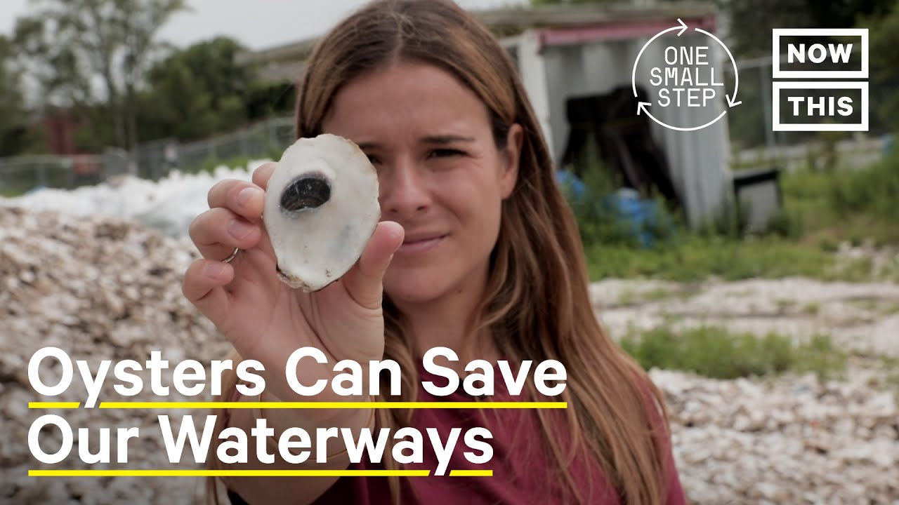 How Billion Oyster Project Will Save New York's Waterways | One Small Step