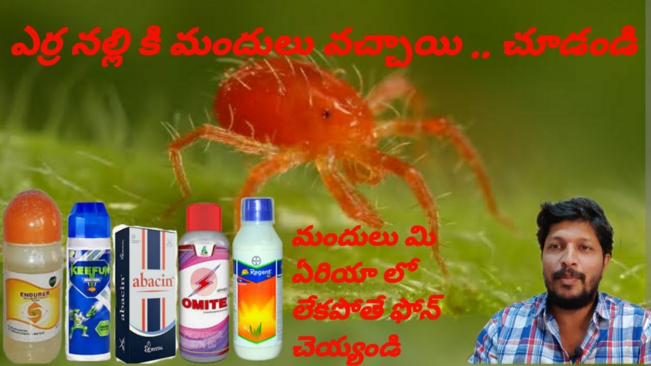 #మిరప లో ఎర్ర నల్లి కి మందులు వచ్చాయి..#mirchi లో బెస్ట్ red #mites #thrips  #insecticides