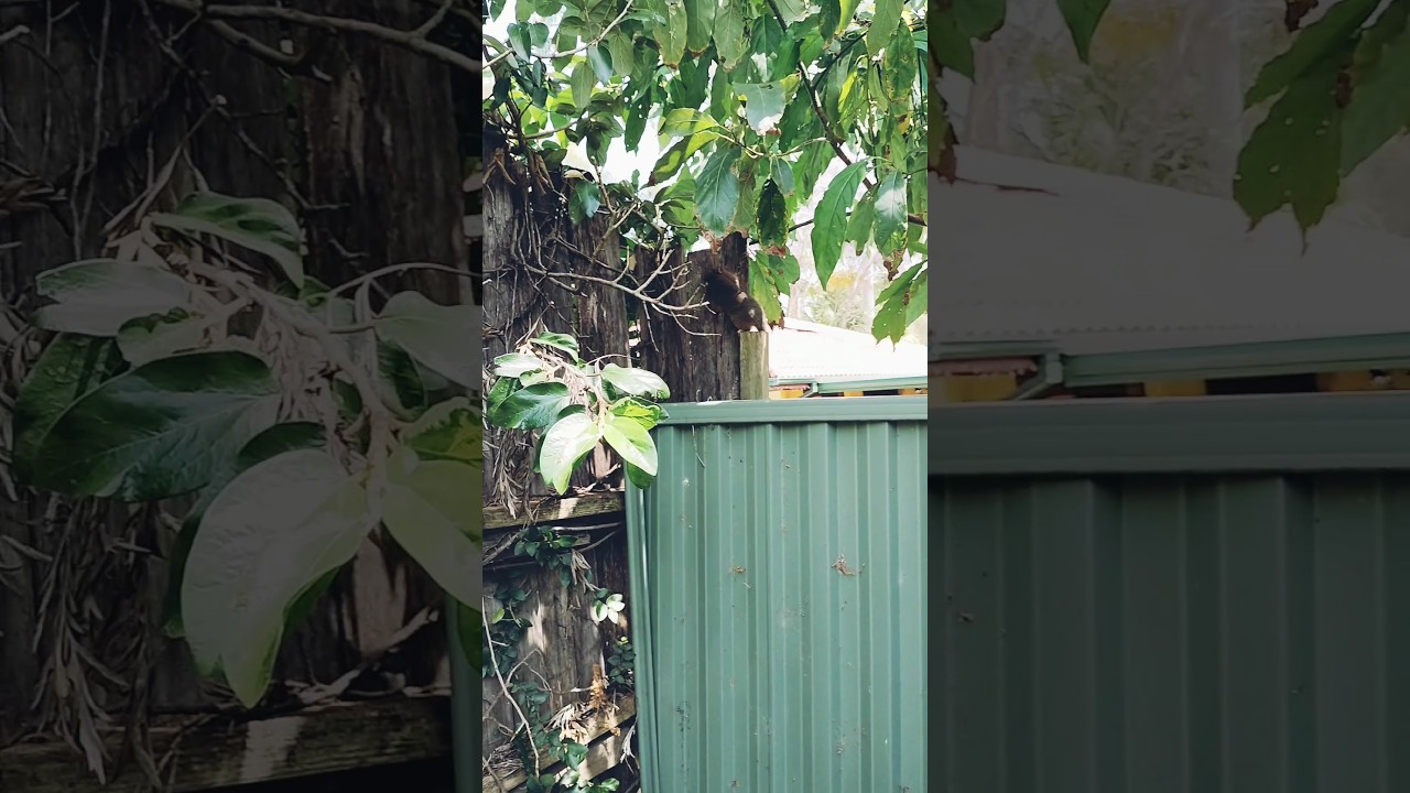 RINGTAIL POSSUM #possums #australia #wildlife #atwork #garden #creature #cute #shorts