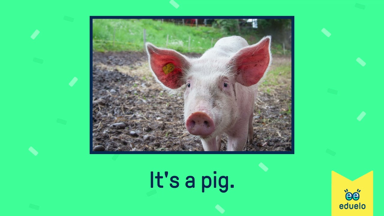 Animals and farm animals (Zwierzęta domowe i gospodarskie) - Klasa II - Angielski z Eduelo