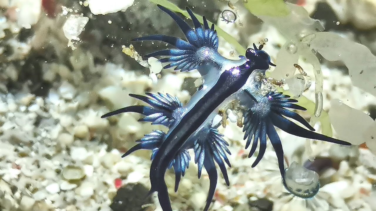 海神海蛞蝓綠島現蹤 緊咬錢幣水母漂流 20210228 公視晚間新聞