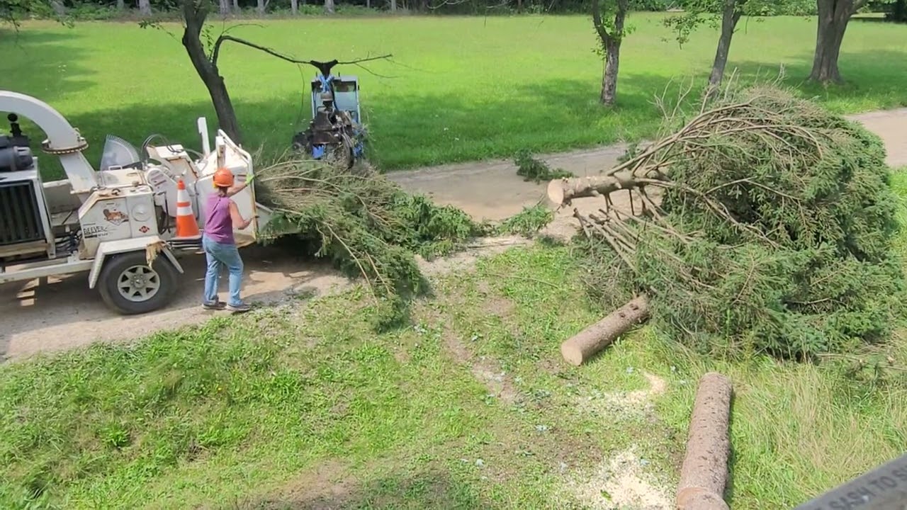 pine tree cut part 2 Schultz tree service 810 824 0757 give them a call. Sanilac County Michigan.