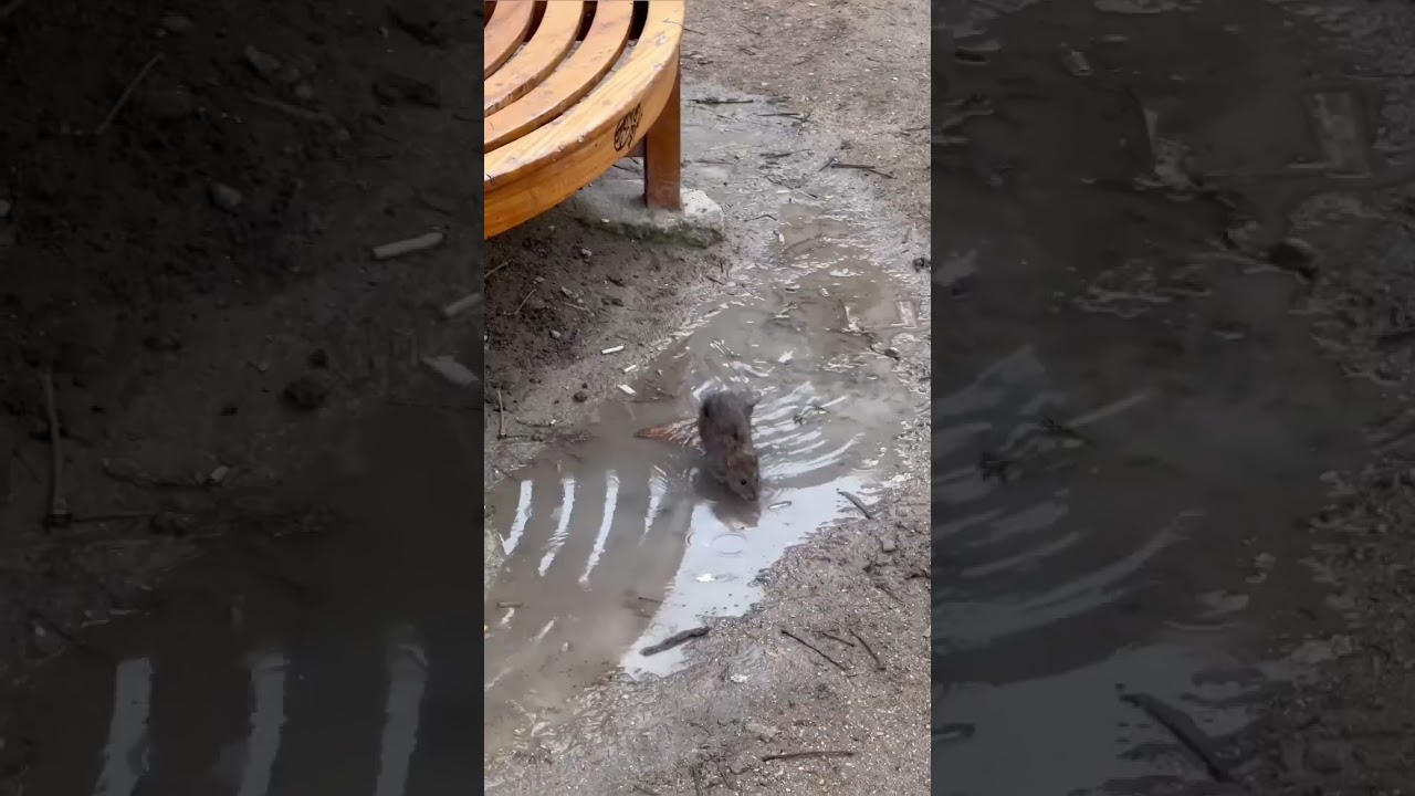 Paris Has a Rat Problem 🇫🇷