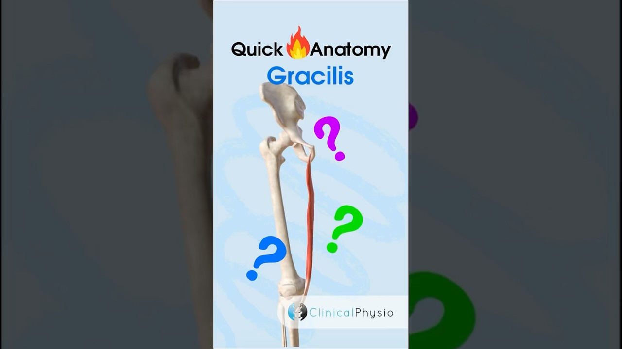 Gracilis Anatomy #physicaltherapy #physiotherapy #lowerlimbanatomy #hipadductor #adductors