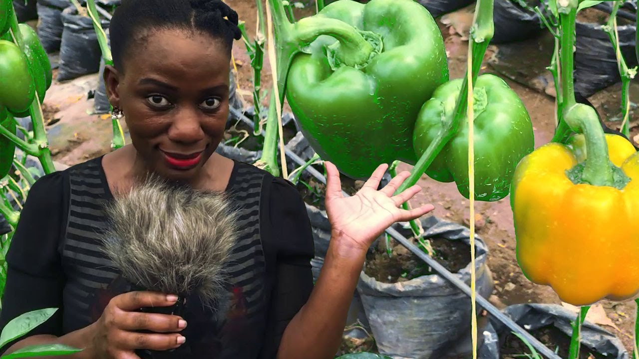 Introduction to Green House Edition || Sweet Pepper Part 1 : Growing Pepper in Uganda Season 4
