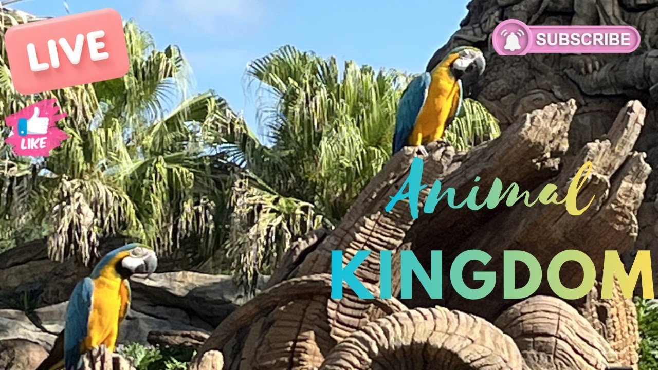🦜LIVE🦜 Afternoon Animal Kingdom Fun! Animals, Rides Food and Walks 05/25/26 #live #disney