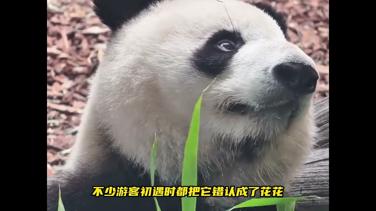 艾斯长相太有记忆点！天包地+狐狸脸，曾被误认成花花 #大熊猫艾斯 #大熊猫花花 #大熊猫