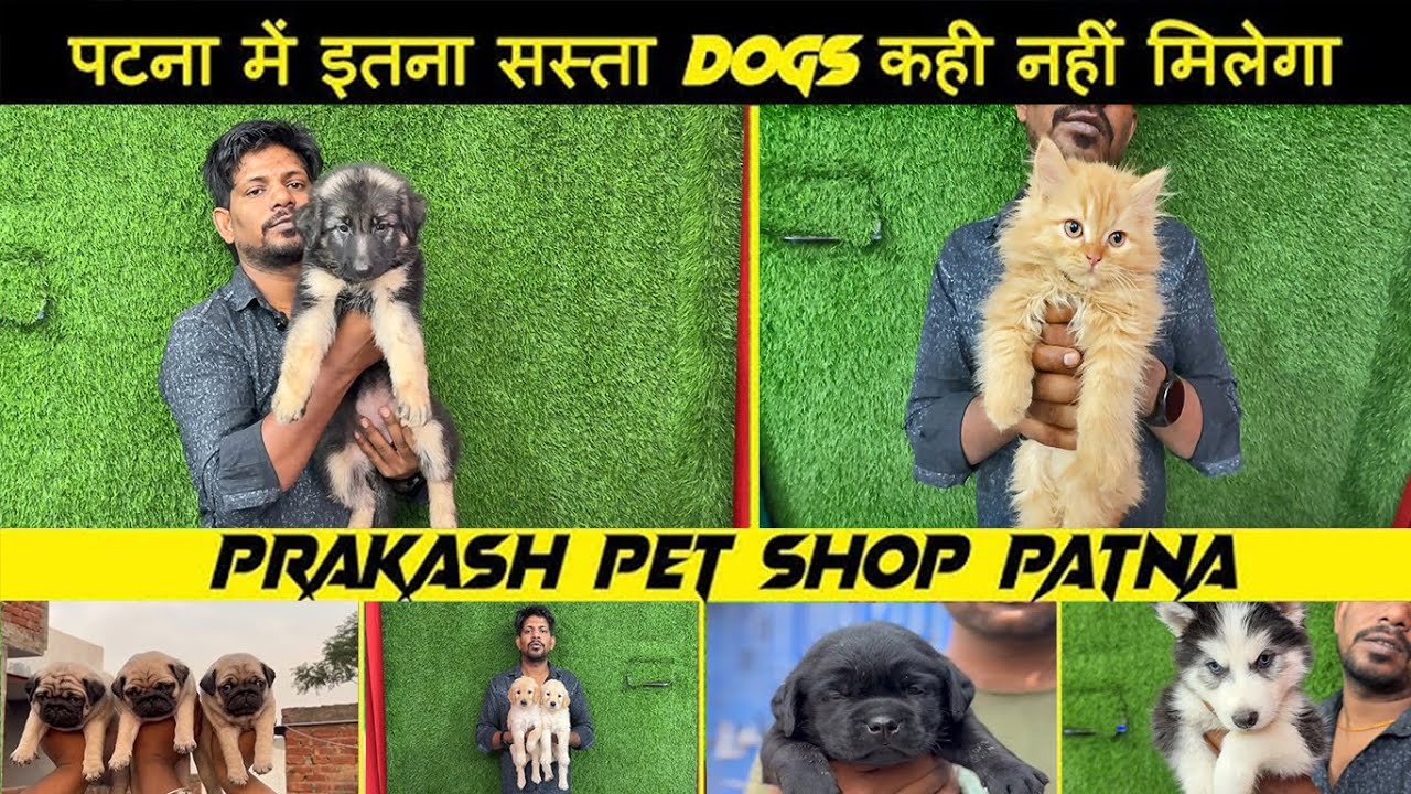 पटना में इतना सस्ता Dogs कही नहीं मिलेगा | Prakash Pet Shop Patna | Patna Cheapest Dogs Shop