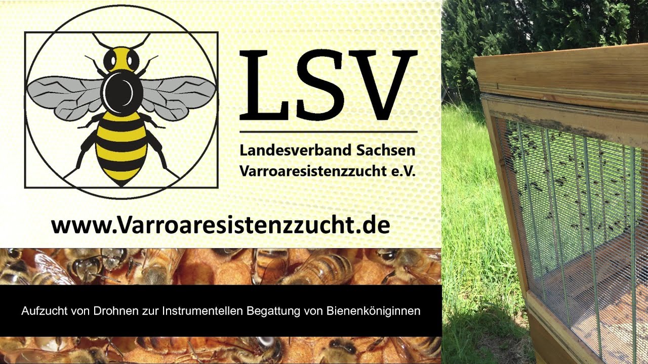 Drohnenvolk erstellen, für instrumentelle Begattung