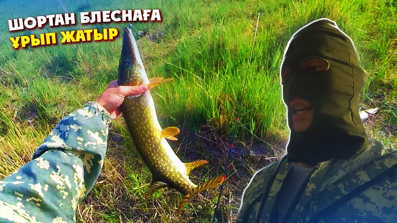 Жазғы балық аулау, амур жағаға секіріп түсті😂, шортан блеснаға ұрып жатыр