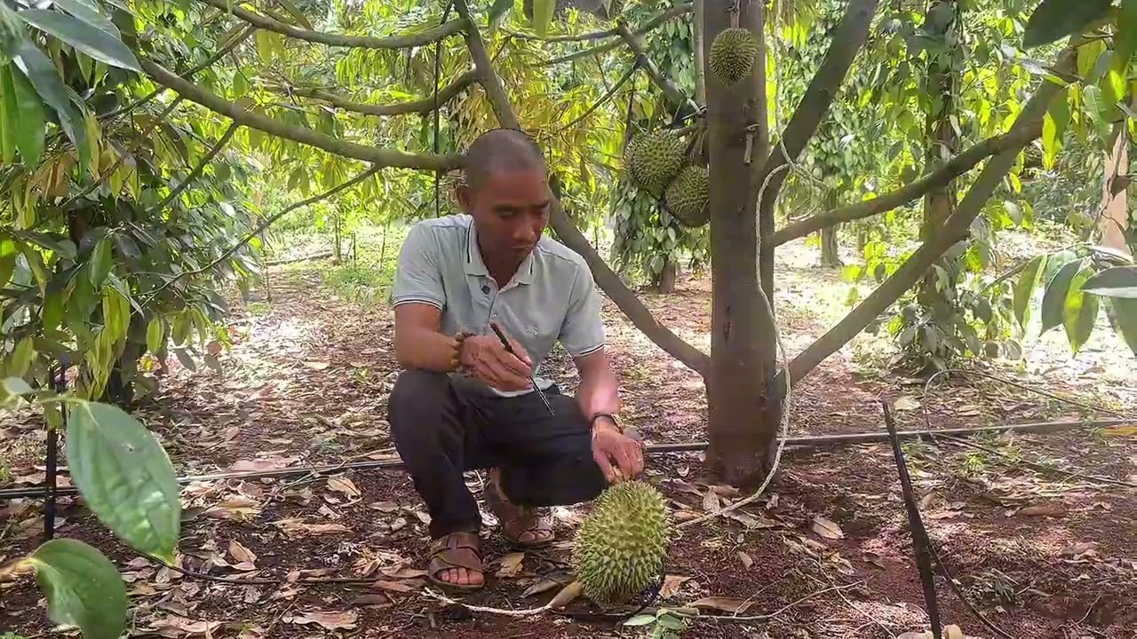 Nấm trái sầu riêng cần xử lý khi lên đường lên cơm