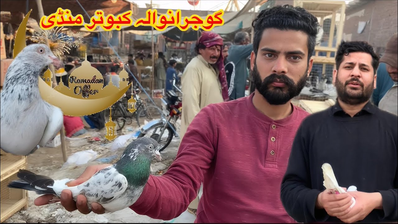 Gujranwala Kabutar Mandi || Ep 206 || گوجرانوالہ کبوتر منڈی 