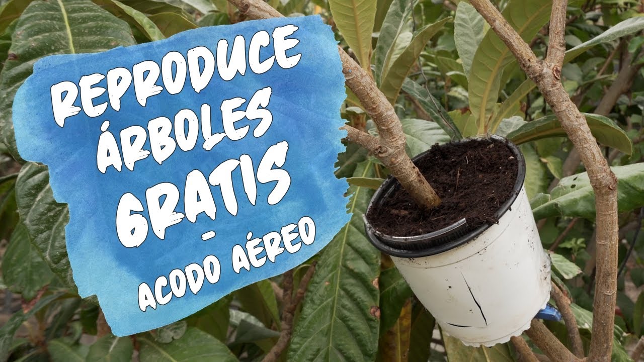 REPRODUCE ÁRBOLES GRATIS | Cómo hacer un acodo aéreo | Fuera de campo