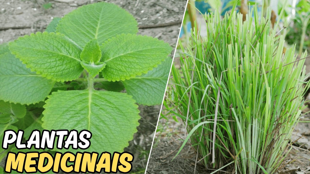 10 plantas medicinais t&atilde;o incr&iacute;veis que voc&ecirc; precisa ter em casa