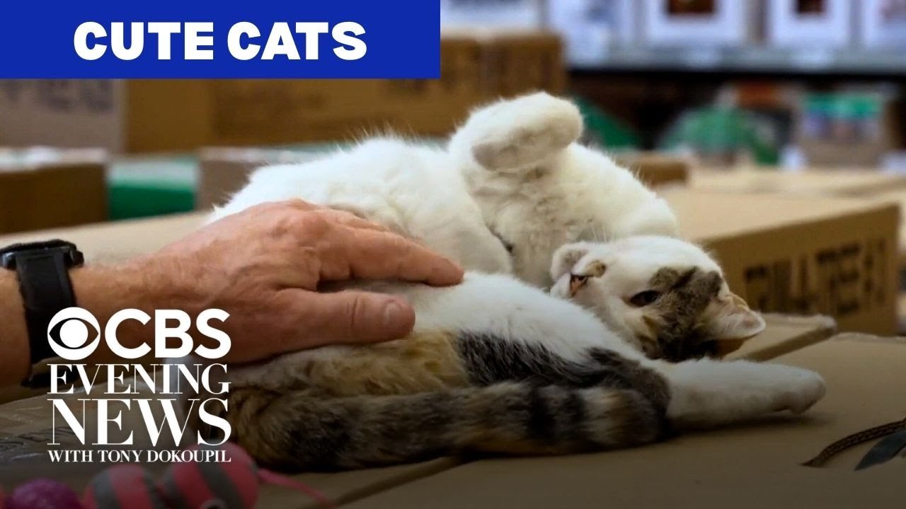 Cat stories to curl up with