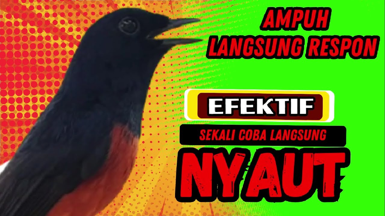 Pancingan PAGI-PAGI AGAR MURAI GACOR❗sekali coba murai DIAM langsung bunyi