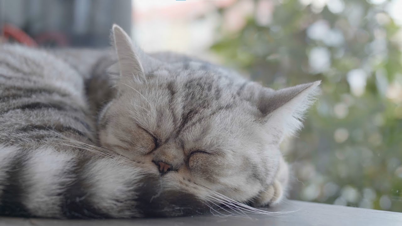 Sleeping Scottish Fold Tabby Kitten Downtown | Relaxing Calm Music for Stress Relief and Deep Sleep
