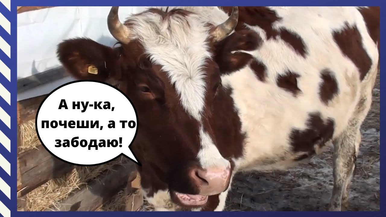 Чистим нетелей на прогулке/ Делаем домашнюю колбасу/ #ПереездНаАлтай#ПереездВдеревню