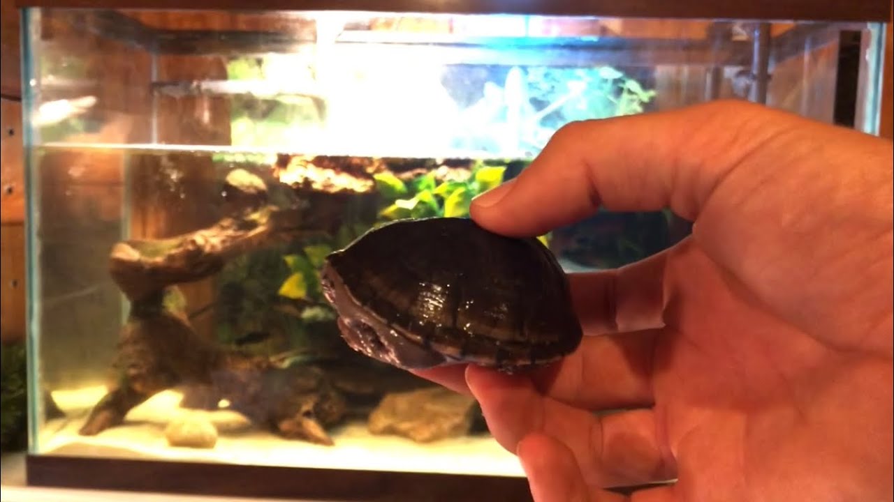 Setting Up a Community Musk Turtle Tank