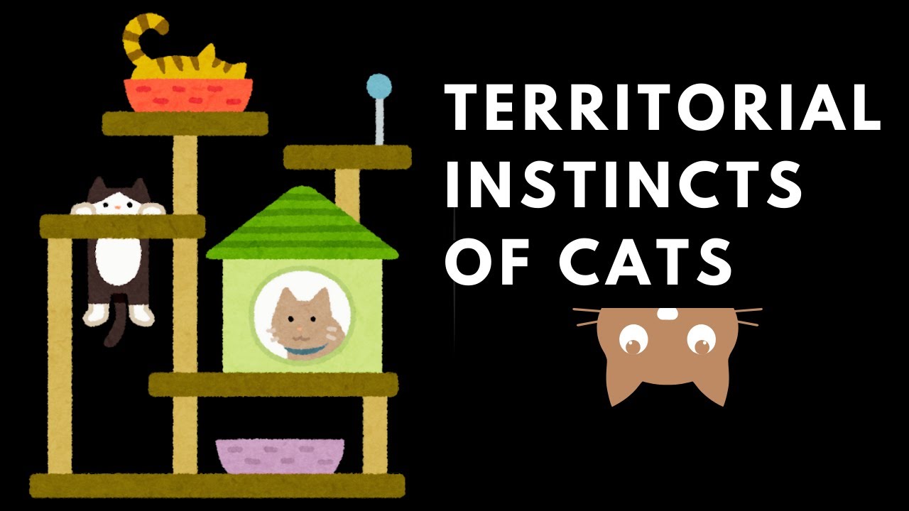 Understanding Your Cat&rsquo;s Territorial Instincts | Tips and Insights