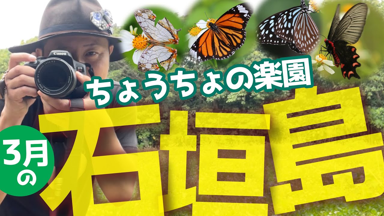 【楽園】石垣島のちょうちょ観察！3月編！第一弾！優雅に蝶が舞う。