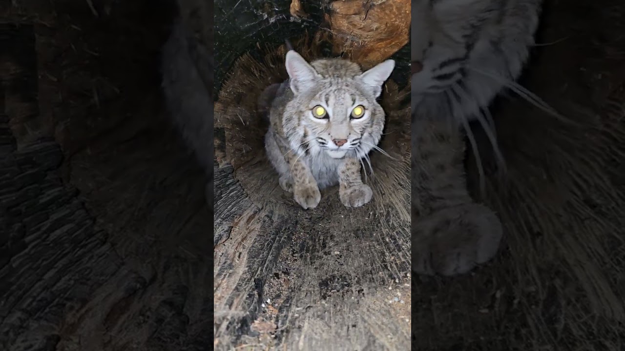 My crazy lynx child.