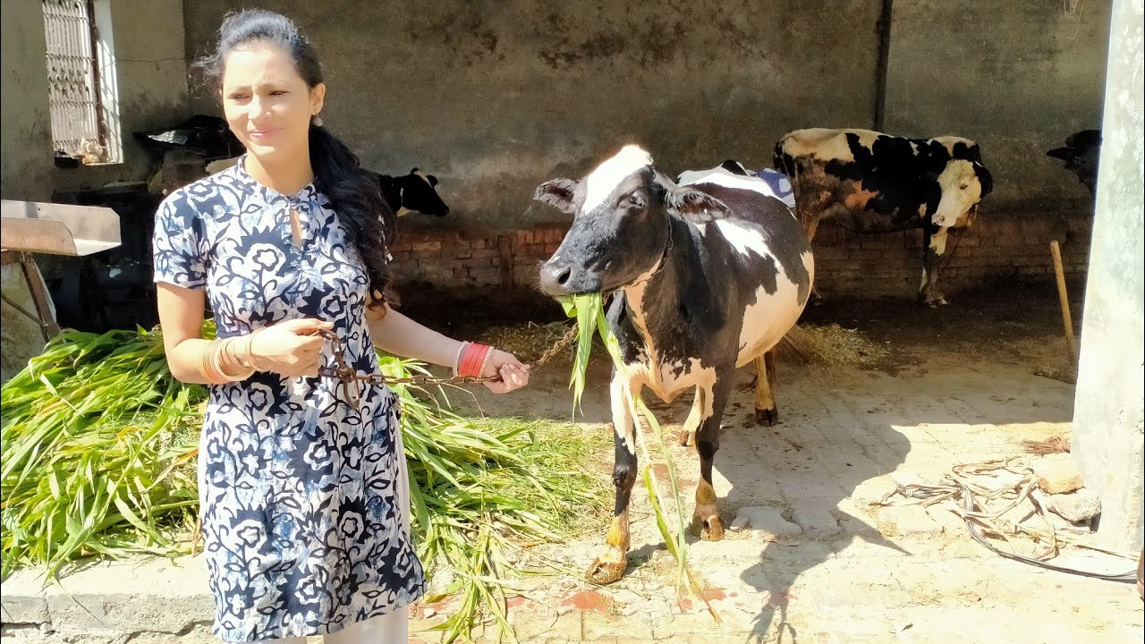 MORNING ROUTINE | BUFFALO/COW CLEANING & DRINKING WATER | PUNJAB LIFE