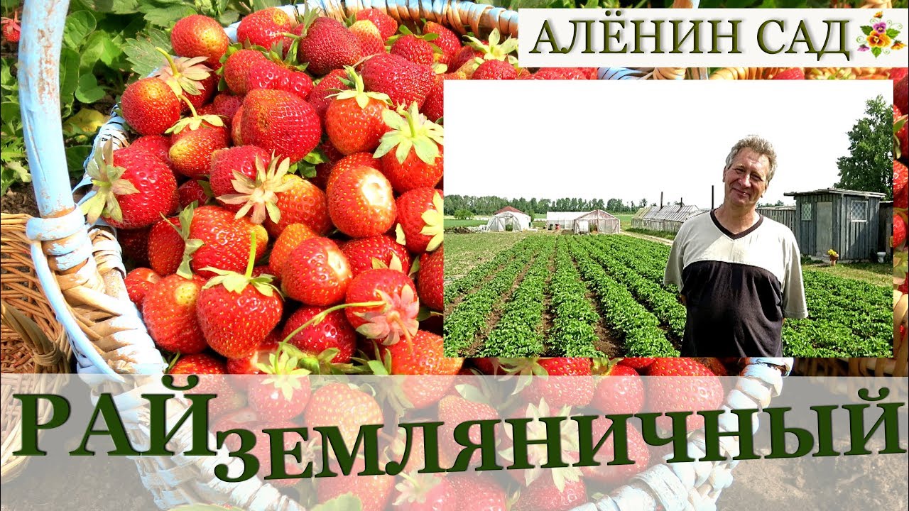 Экскурсия на земляничную ферму в Латвии / Валдис Пулиньш