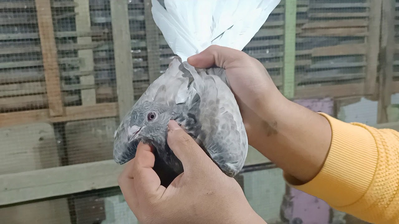 بيع مجموعة زغاليل غزار من فرخنا الحمدلله 01200592774
