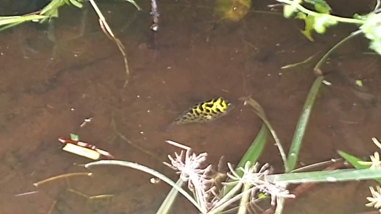#part1 TERBAS RUMPUT SAMPING KANAN KIRI BELAKANG DAN DEPAN ,KETEMU IKAN BUNTAL🤭