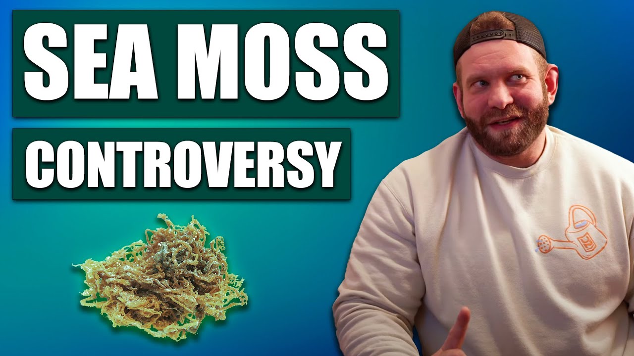 ESOTERIC SUPPLEMENTS | SEA MOSS: Wading Through the Controversies, History and Benefits.