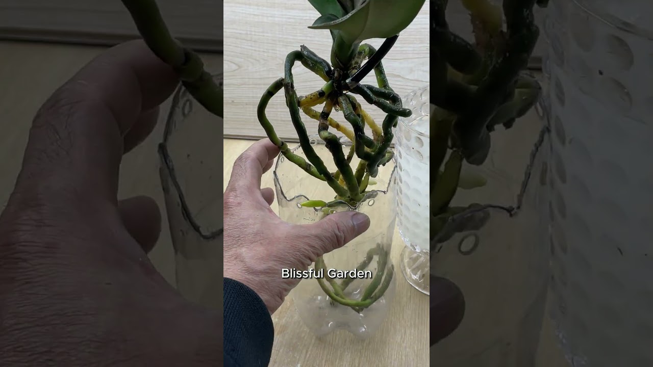 How to grow orchids using a new method. 