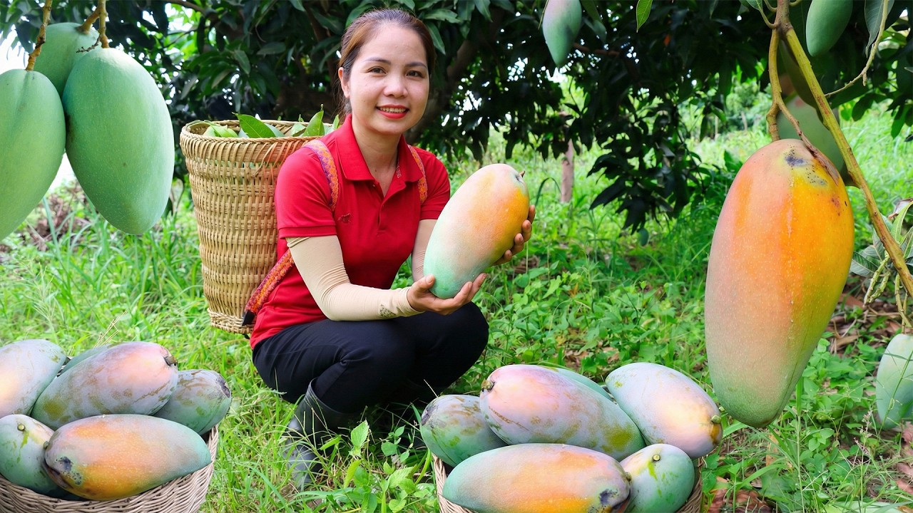 How To Harvest Many Fresh Mango Fruits & Goes to Countryside Market Sell