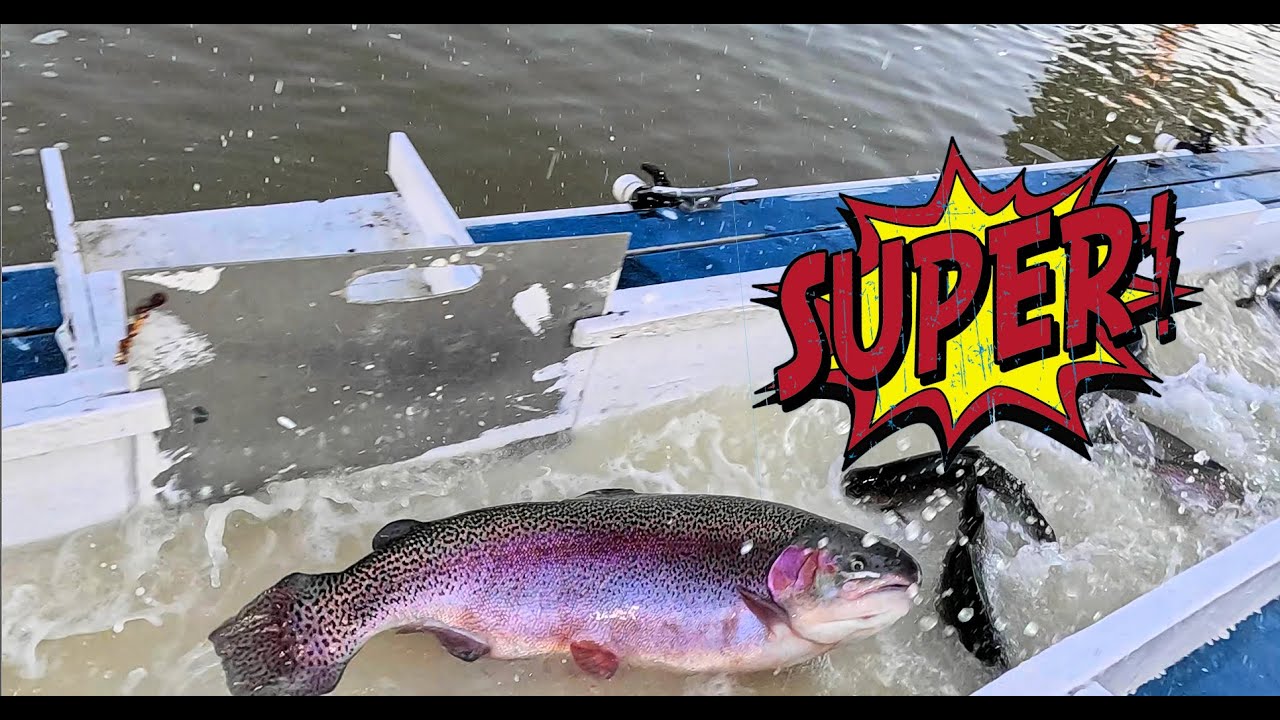 1/15/26 SUPER STOCKING OF SUPER TROUT & SIERRA BOWS AT SANTA ANA RIVER LAKES